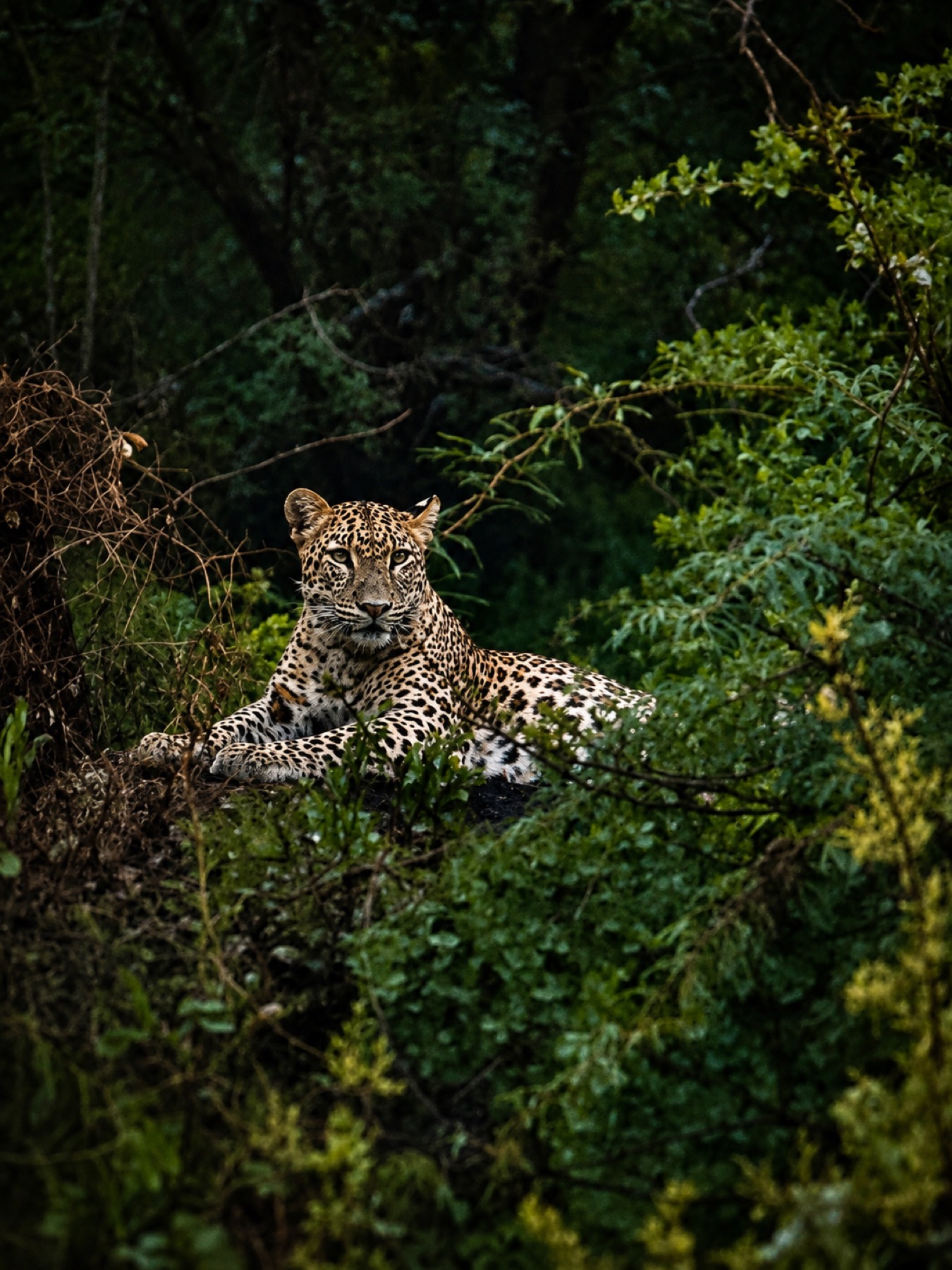 Leopard resting in dense thicket